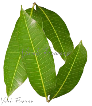 Mango leaves