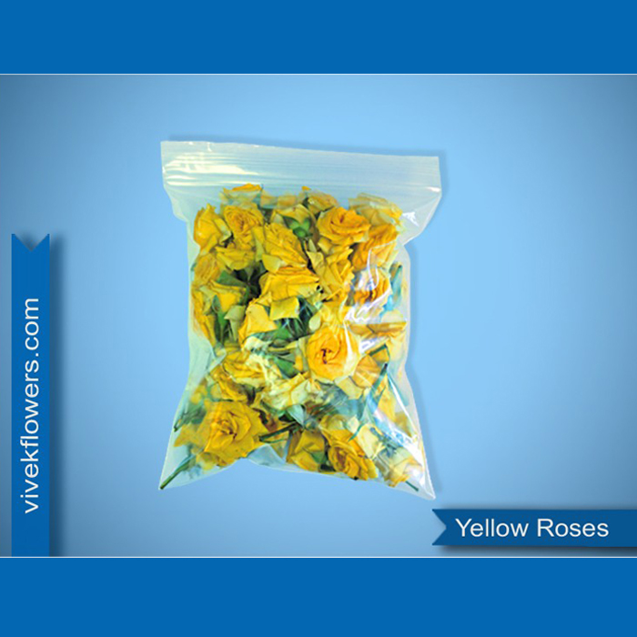 Yellow Button Rose Loose